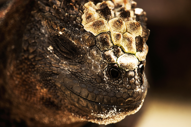 Marine Iguana (Galapagos)